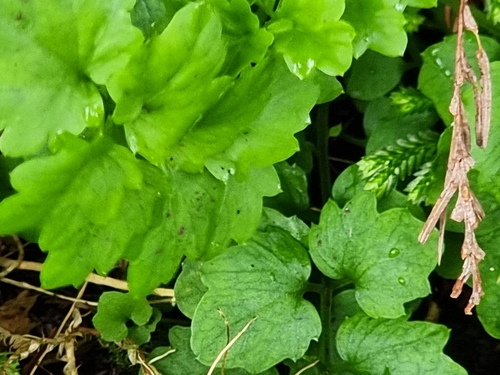 Azorean bittercress (Cardamine caldeirarum)