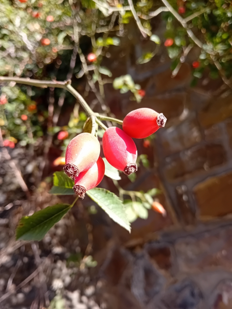 Rosa canina
