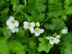Cardamine caldeirarum, photograph author not stated, no rights reserved