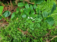 Cardamine caldeirarum, photograph author not stated, no rights reserved