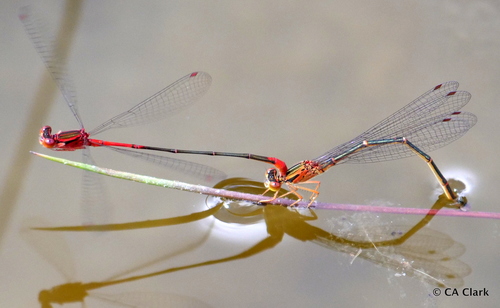 Beautiful Hawaiian Damselfly photographed in Hawaii
