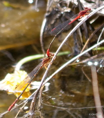 Megalagrion calliphya