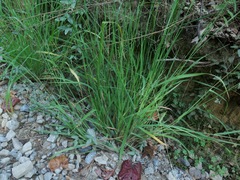 Digitaria filiformis