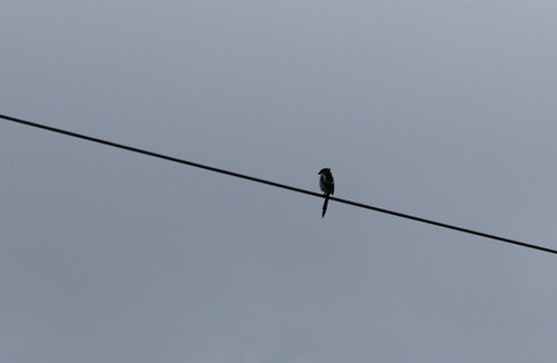 Northern Fiscal