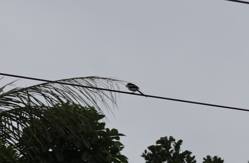 Northern Fiscal