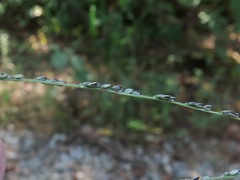 Digitaria filiformis