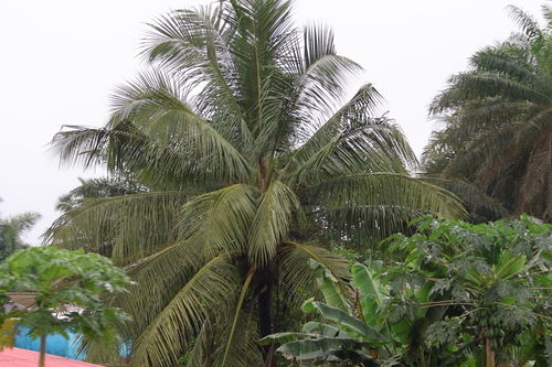African oil palm
