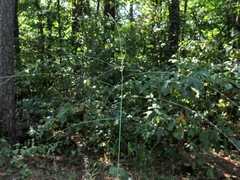 Digitaria filiformis