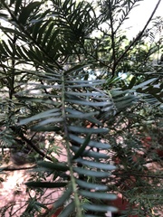 Taxus wallichiana