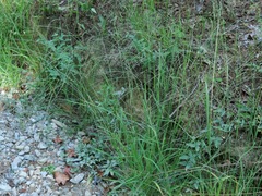 Digitaria filiformis