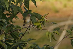 Sambucus kamtschatica