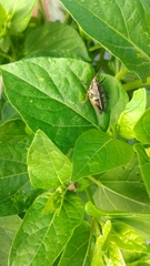 Sphenarium purpurascens