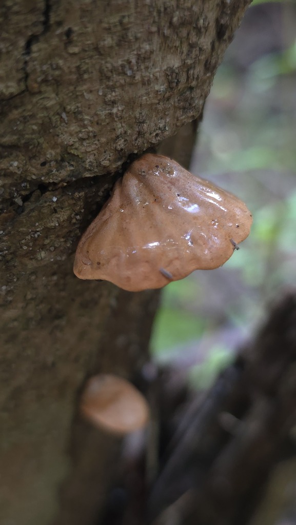 Anthracophyllum archeri · August 2025 · photo: © xanthosia (iNaturalist, cc-by)