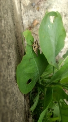 Sphenarium purpurascens