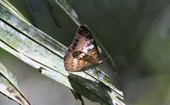 Tanaecia palguna balina