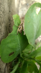 Sphenarium purpurascens