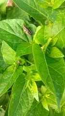 Sphenarium purpurascens