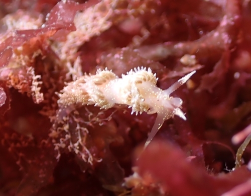 Facelina annulicornis