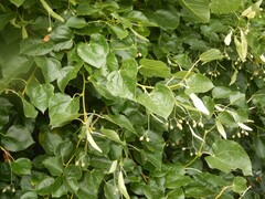 Tilia × euchlora, photograph pete_gateley, CC0, iNaturalist via GBIF