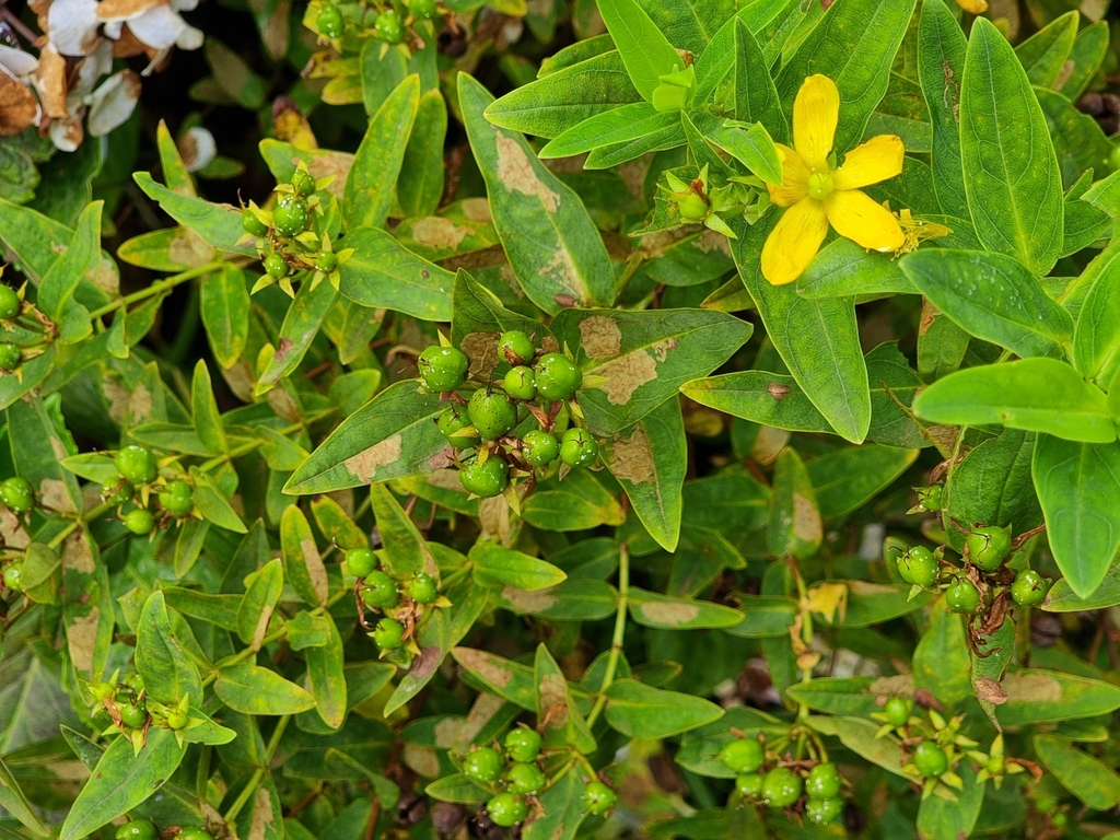 Hypericum foliosum; photograph author not stated, no rights reserved