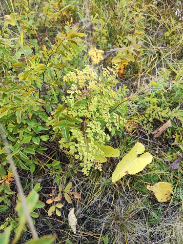Thalictrum foetidum iNat (2)
