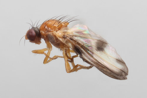 Palloptera venusta