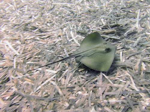 Dasyatis pastinaca