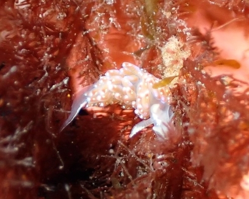 Facelina auriculata