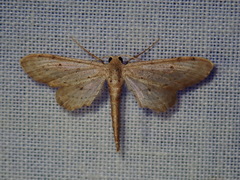 Euacidalia brownsvillea