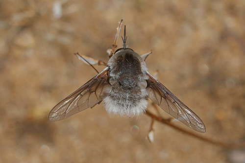 Bombylius incanus photo 3