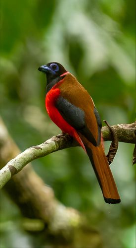 Diard's Trogon