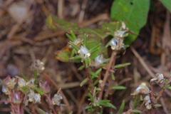 Portulaca pilosa