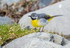 Grey Wagtail photo 3