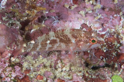 Longfin perchlet (Plectranthias longimanus) — Serranidae — 5