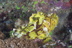 Taenianotus triacanthus