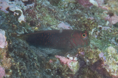 Cirripectes stigmaticus