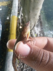 Anolis