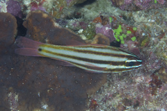 Ostorhinchus angustatus