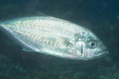 Craterognathus plagiotaenia