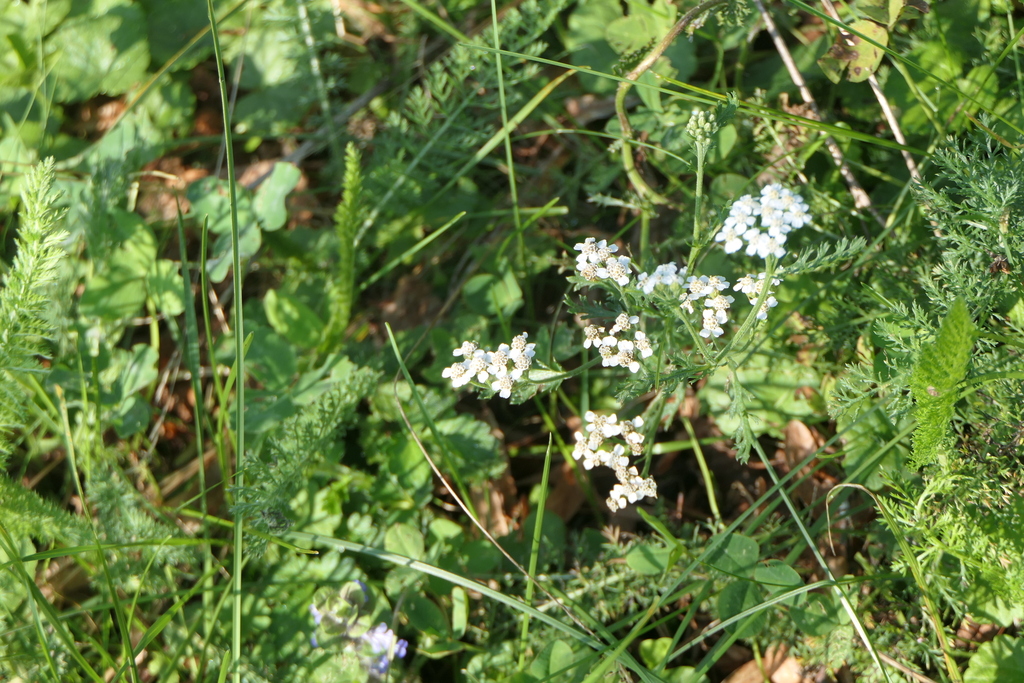 Achillea millefolium