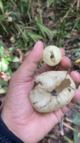 Hernandia ovigera observed 2025-07-22