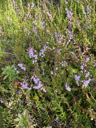 common heather