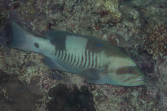 Gracila albomarginata