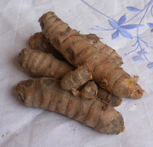 Curcuma longa