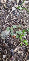 Cardamine dactyloides