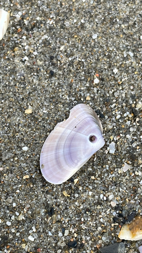Donax trunculus