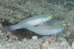 Valenciennea strigata