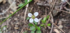 Cardamine dactyloides