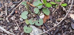 Cardamine dactyloides