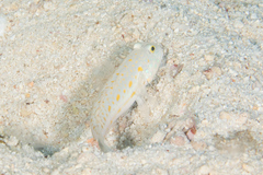 Valenciennea puellaris